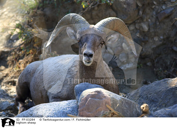 bighorn sheep / FF-03284