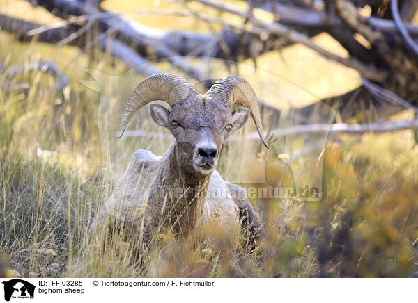 bighorn sheep / FF-03285