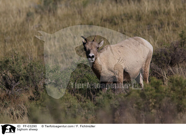 bighorn sheep / FF-03290