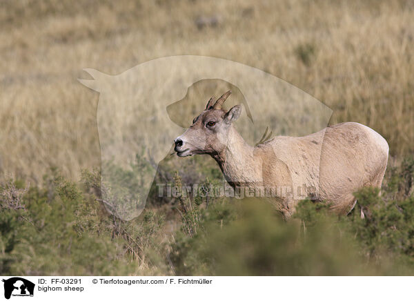 bighorn sheep / FF-03291