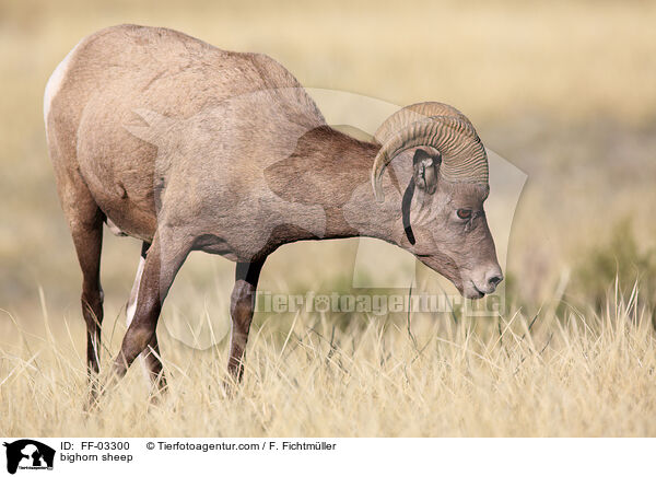 bighorn sheep / FF-03300