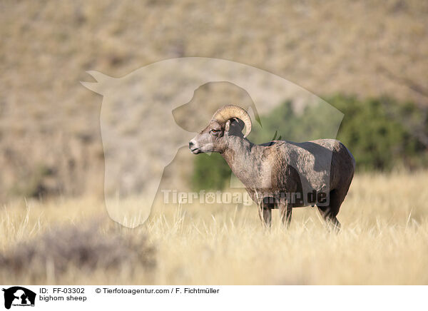 bighorn sheep / FF-03302