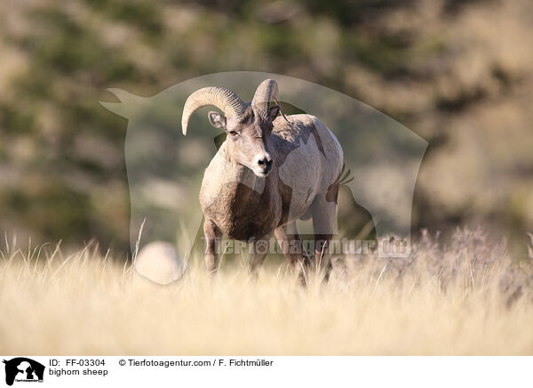 bighorn sheep / FF-03304