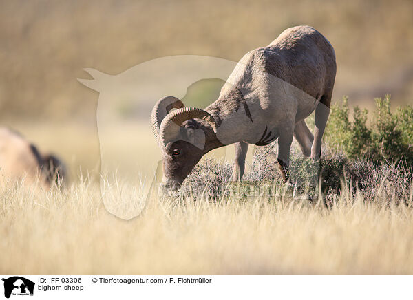 bighorn sheep / FF-03306