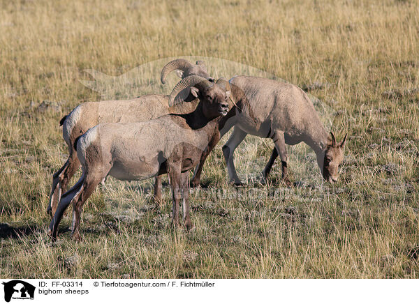 bighorn sheeps / FF-03314