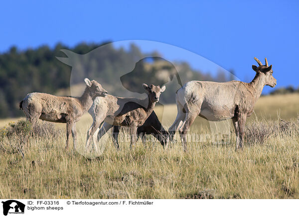 bighorn sheeps / FF-03316
