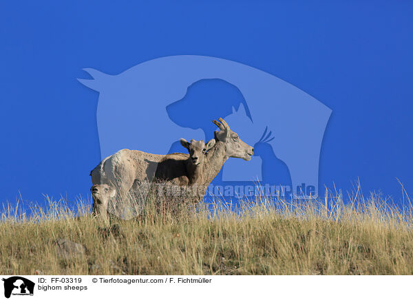 bighorn sheeps / FF-03319