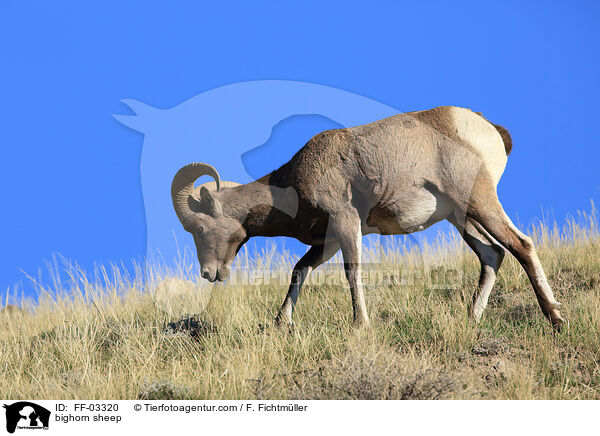 bighorn sheep / FF-03320