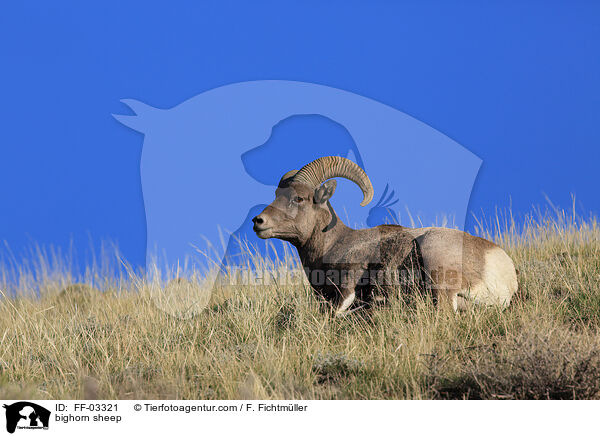 bighorn sheep / FF-03321