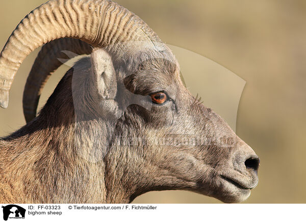 bighorn sheep / FF-03323