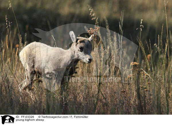 young bighorn sheep / FF-03326