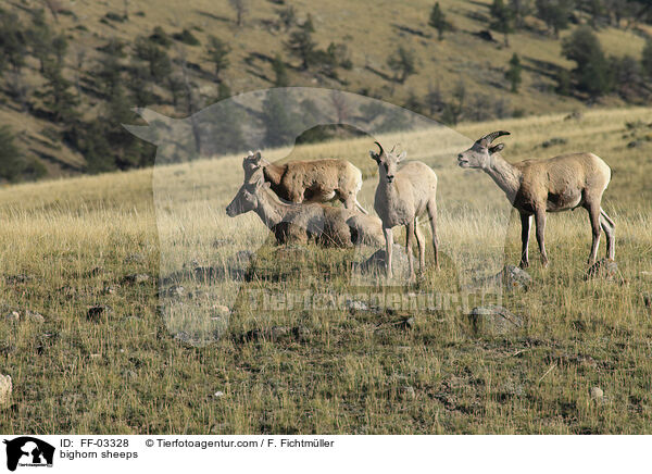 bighorn sheeps / FF-03328