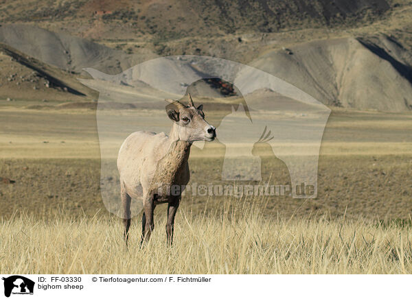 bighorn sheep / FF-03330
