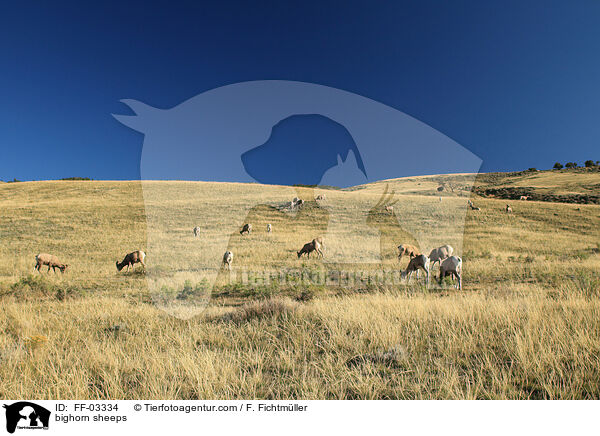 bighorn sheeps / FF-03334