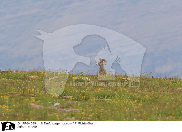 bighorn sheep / FF-04599