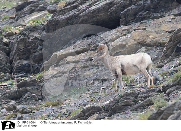 bighorn sheep / FF-04604