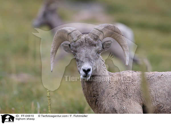 bighorn sheep / FF-04610