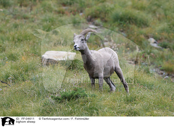 bighorn sheep / FF-04611