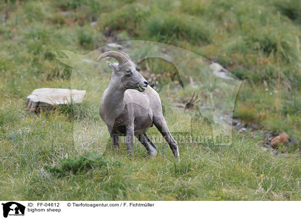 bighorn sheep / FF-04612