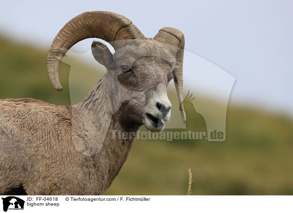 bighorn sheep / FF-04618