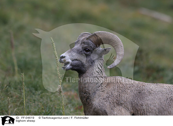 bighorn sheep / FF-04619