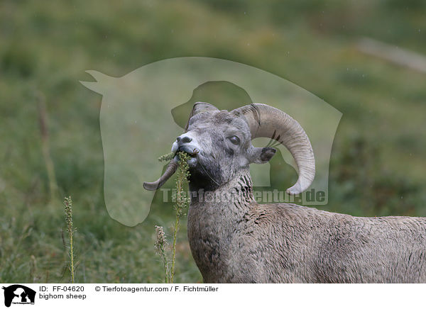 bighorn sheep / FF-04620