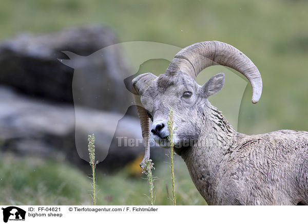 bighorn sheep / FF-04621