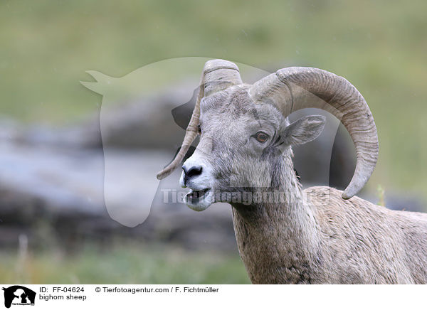bighorn sheep / FF-04624