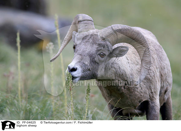 bighorn sheep / FF-04625