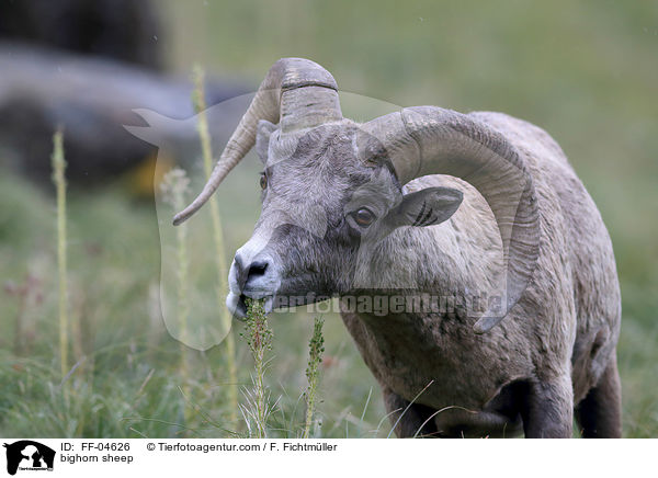 bighorn sheep / FF-04626