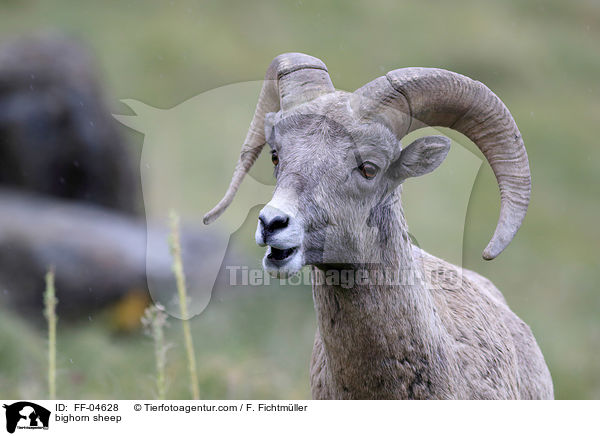 bighorn sheep / FF-04628