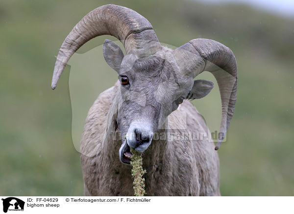 bighorn sheep / FF-04629