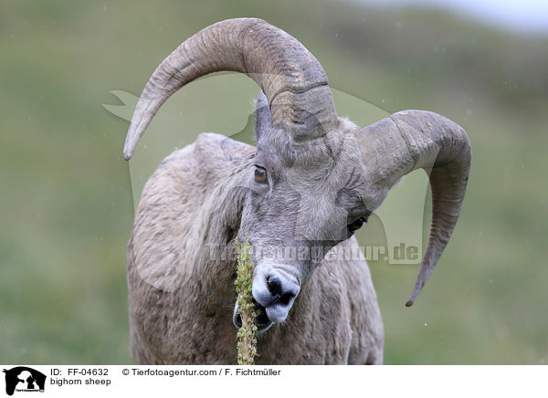 bighorn sheep / FF-04632
