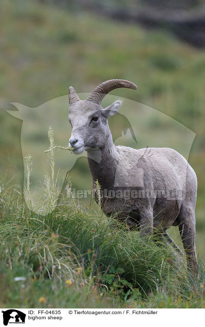 bighorn sheep / FF-04635
