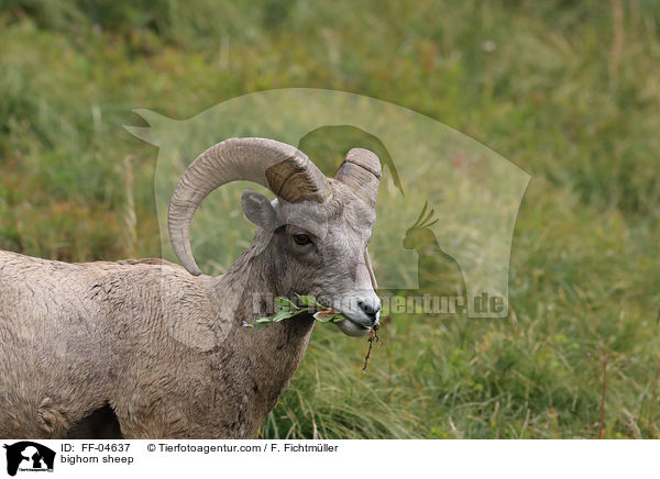 bighorn sheep / FF-04637