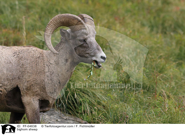 bighorn sheep / FF-04638