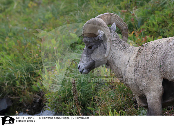bighorn sheep / FF-04643