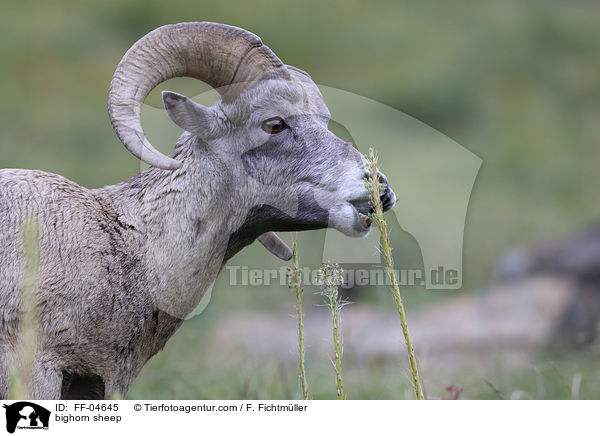 bighorn sheep / FF-04645