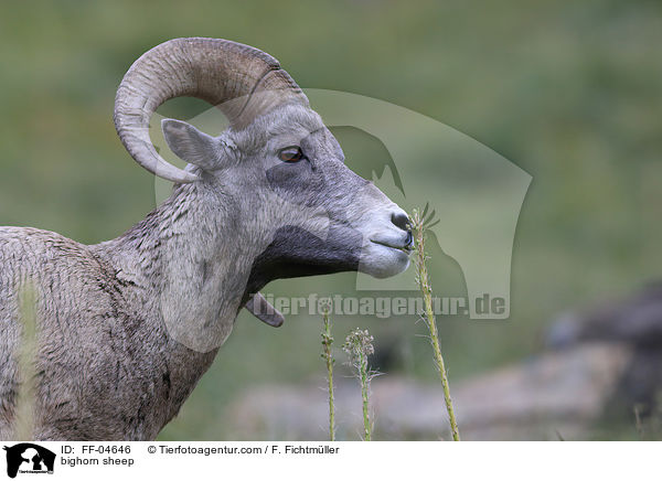 bighorn sheep / FF-04646
