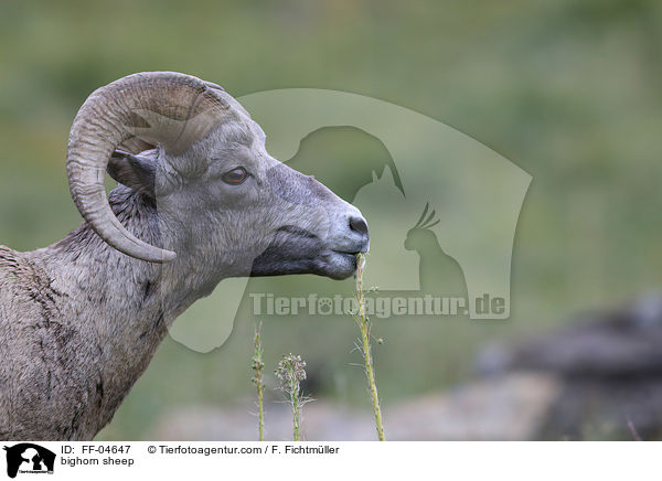 bighorn sheep / FF-04647
