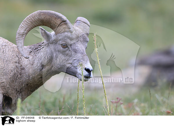 bighorn sheep / FF-04648