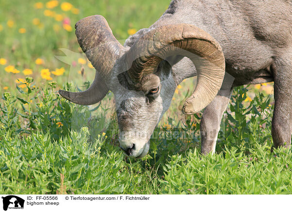 bighorn sheep / FF-05566