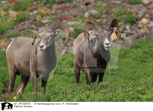bighorn sheeps / FF-05578