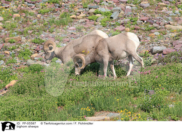 bighorn sheeps / FF-05587