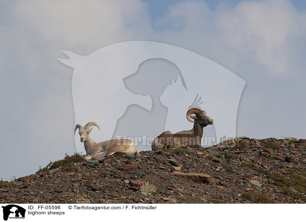 bighorn sheeps / FF-05596