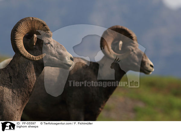 bighorn sheeps / FF-05597