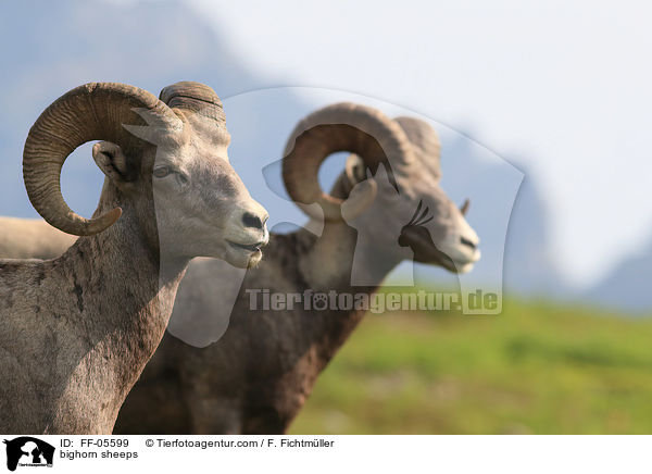 bighorn sheeps / FF-05599