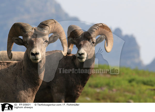 bighorn sheeps / FF-05601