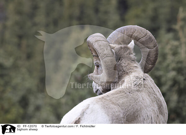 bighorn sheep / FF-12070