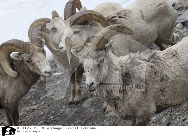 bighorn sheeps / FF-12072